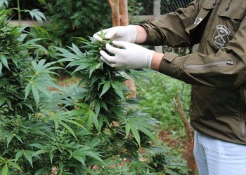 Detienen a sujeto en Santa Clara por cultivo ilegal de marihuana