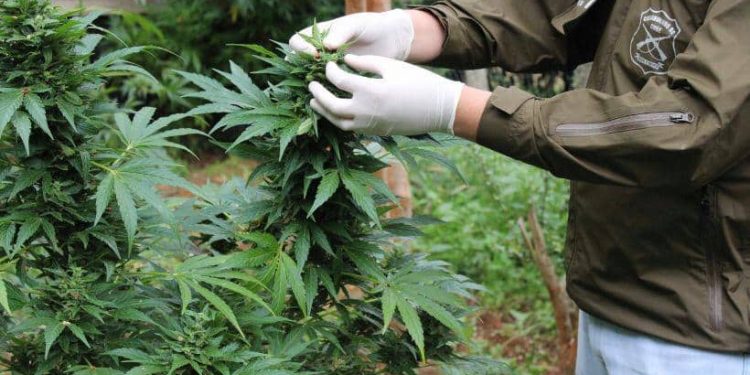 Detienen a sujeto en Santa Clara por cultivo ilegal de marihuana