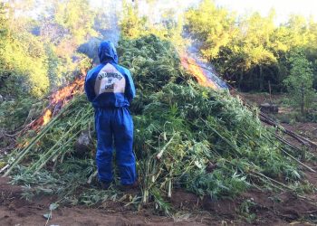 Realizan tercera incautación de marihuana más grande de la Región de Ñuble