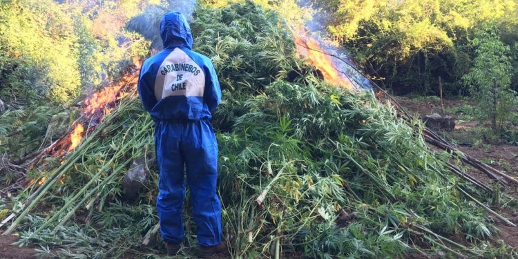 Realizan tercera incautación de marihuana más grande de la Región de Ñuble