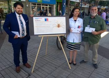 Llaman a prevenir mordeduras de arañas de rincón