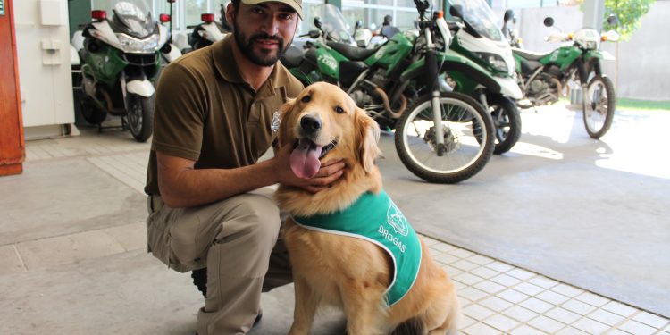 Presentan a «Derby» el primer can antidrogas para la Región de Ñuble