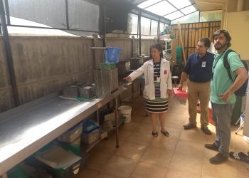 Inician sumario sanitario y desbaratan fábrica clandestina de quesos camino a Coihueco