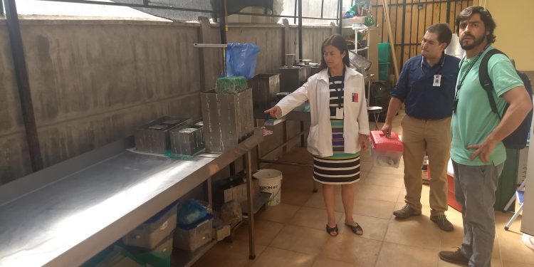 Inician sumario sanitario y desbaratan fábrica clandestina de quesos camino a Coihueco