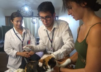 Realizan vacunación antirrábica en perímetro céntrico de Chillán