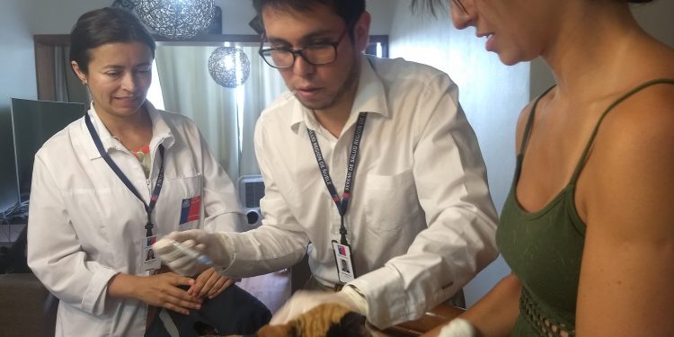 Realizan vacunación antirrábica en perímetro céntrico de Chillán
