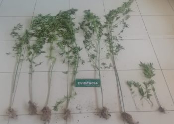 Detienen a sujeto en San Fabián e incautan 10 plantas de marihuana