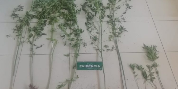 Detienen a sujeto en San Fabián e incautan 10 plantas de marihuana