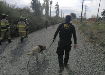 Buscan en potreros a adulto mayor desaparecido desde diciembre en Chillán