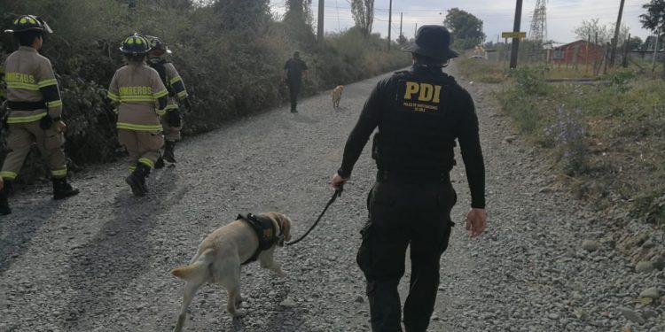 Buscan en potreros a adulto mayor desaparecido desde diciembre en Chillán