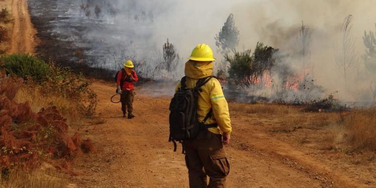 Encuentran a mujer de 71 años que estaba extraviada tras incendio forestal de Coelemu