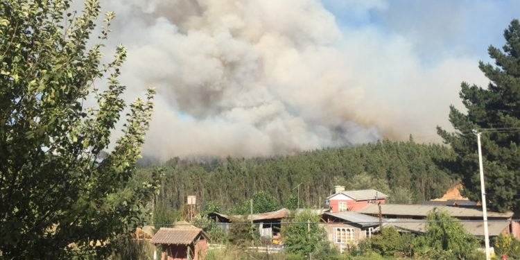 Coelemu: Catastro arroja 132 afectados y 12 casas destruidas tras incendio