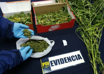 Detienen a sujeto que cultivaba y vendía cannabis en Ránquil