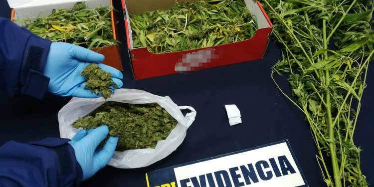 Detienen a sujeto que cultivaba y vendía cannabis en Ránquil