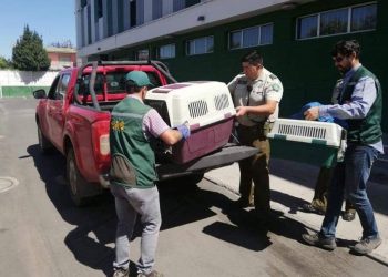San Carlos: Carabineros rescata cisnes de cuello negro