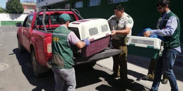 San Carlos: Carabineros rescata cisnes de cuello negro