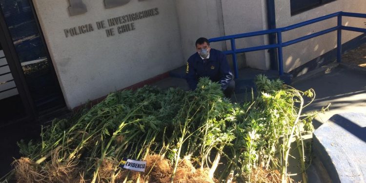 San Carlos: Desbaratan banda e incautan 26 kilos de droga avaluada en 400 millones de pesos
