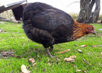 Con expositores nacionales se realizará primera muestra de aves en El Carmen