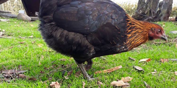 Con expositores nacionales se realizará primera muestra de aves en El Carmen