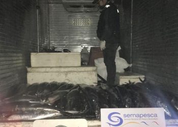 Incautan carga con merluzas y sierras sin documentación en Quirihue