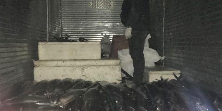 Incautan carga con merluzas y sierras sin documentación en Quirihue