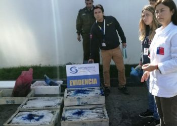 Chillán Viejo: Decomisan 353 kilos de pescados y mariscos