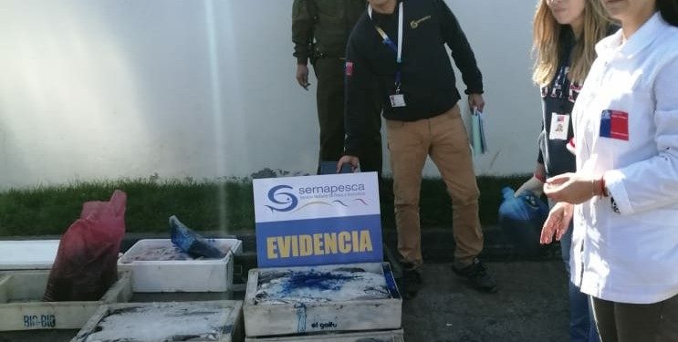 Chillán Viejo: Decomisan 353 kilos de pescados y mariscos