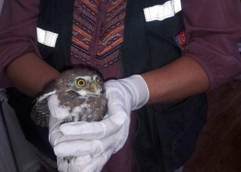 Rescatan en Quillón a pequén chileno protegido por Ley de Caza