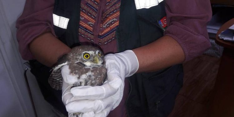 Rescatan en Quillón a pequén chileno protegido por Ley de Caza