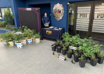 Lo detuvieron por robo y en su casa tenía sistema indoor para cultivar marihuana