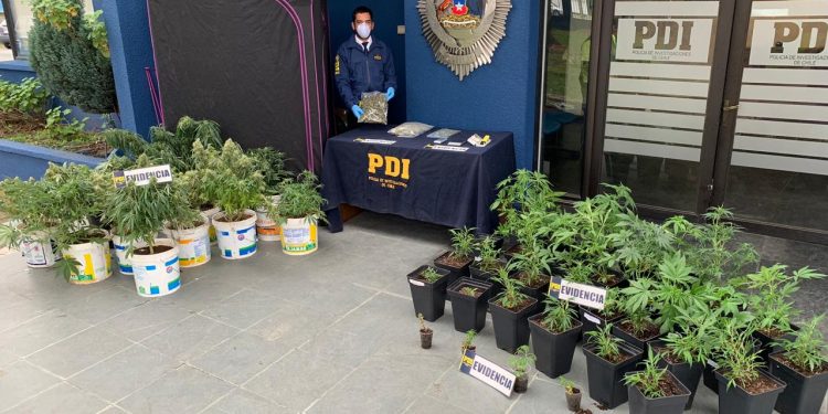 Lo detuvieron por robo y en su casa tenía sistema indoor para cultivar marihuana