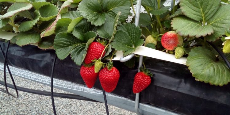 Expertos analizarán en Ñuble efectos del cambio climático en producción de berries