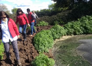 Bulnes: Inician sumario a plantel porcino por deficiencias sanitarias y malos olores
