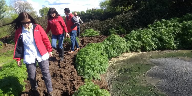 Bulnes: Inician sumario a plantel porcino por deficiencias sanitarias y malos olores