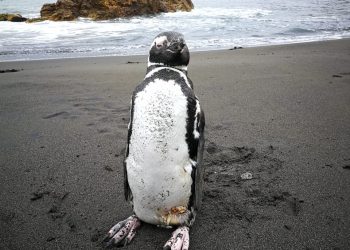 Cobquecura: Aparece pingüino cerca de caleta Rinconada