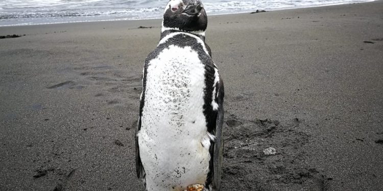 Cobquecura: Aparece pingüino cerca de caleta Rinconada