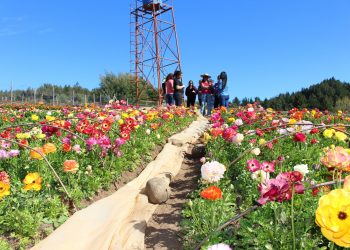 Floricultores de Quillón comercializaron más de 80 mil plantas de tulipanes esta temporada