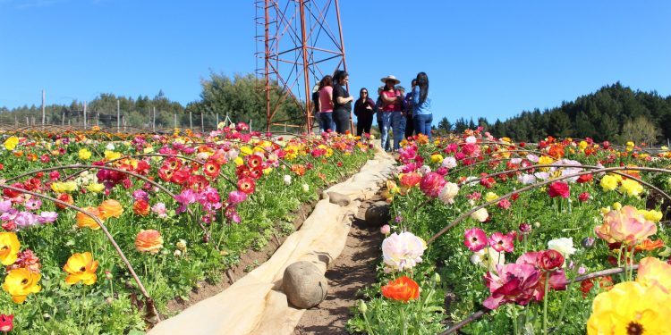 Floricultores de Quillón comercializaron más de 80 mil plantas de tulipanes esta temporada
