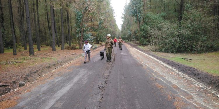 Con perros policiales buscan a vecino perdido en sector de Pemuco