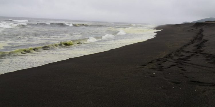 Cobquecura: Fenómeno natural de “floración” tornó verdosas las aguas del mar