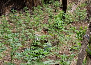 Encuentran más de 170 plantas de Marihuana en predio de empresa forestal en Chillán Viejo