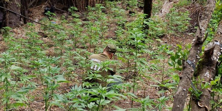 Encuentran más de 170 plantas de Marihuana en predio de empresa forestal en Chillán Viejo