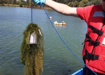 Toman muestras de agua en Laguna Avendaño para descartar contaminación