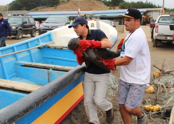 Exitosa liberación de 9 crías de lobos marinos realizó Sernapesca en Cobquecura
