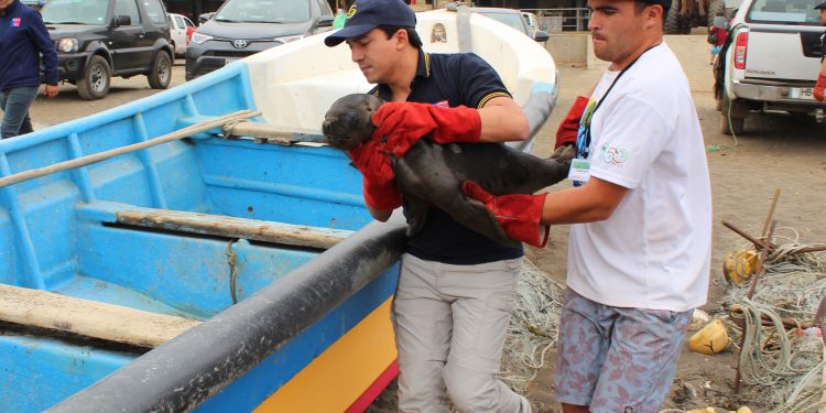 Exitosa liberación de 9 crías de lobos marinos realizó Sernapesca en Cobquecura