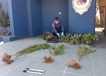 PDI detiene a dos sujetos e incauta 9 kilos de cannabis en Quillón