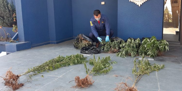 PDI detiene a dos sujetos e incauta 9 kilos de cannabis en Quillón
