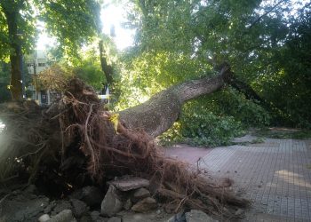Menor de 17 años muere tras caerle un árbol en Plaza de Armas de Chillán