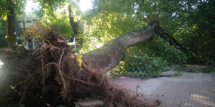 Menor de 17 años muere tras caerle un árbol en Plaza de Armas de Chillán