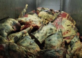 Detectan infraestructura dañada y 132 mil kilos de carne en mal estado en empresa local que sufrió incendio